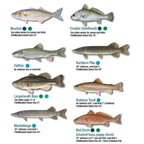 AWARE - Fish Identification Course
